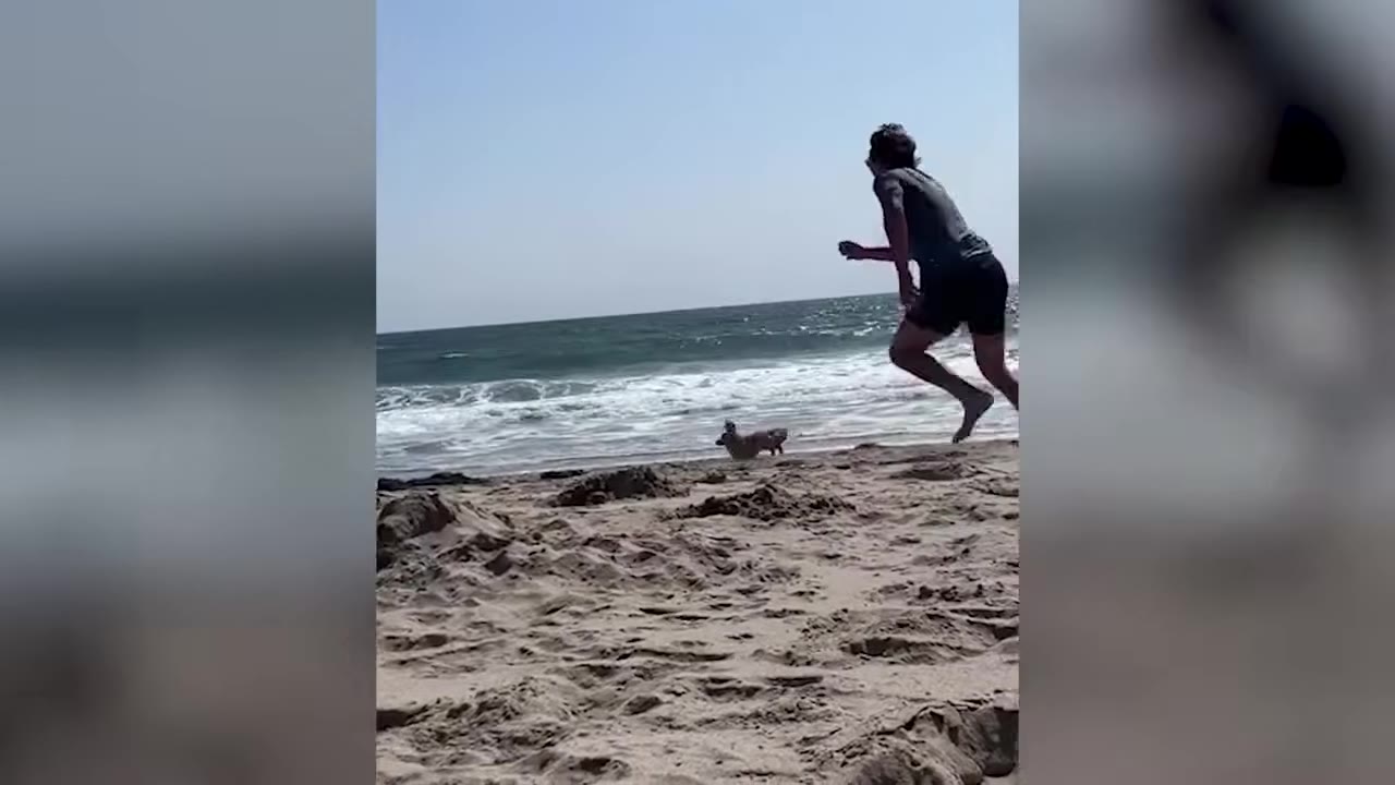 A person running along a sandy beach near the ocean next to a small dog.