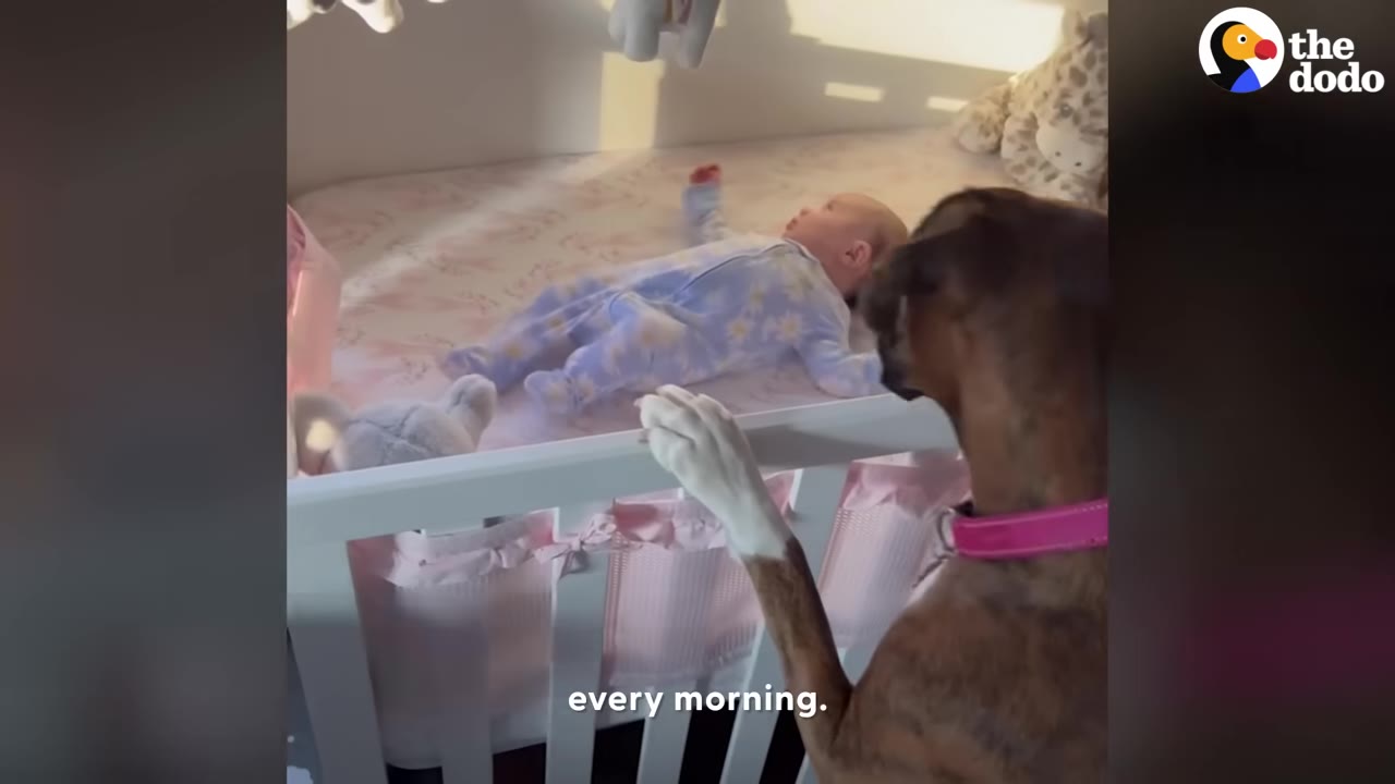 A Boxer dog rests its paw on the edge of a crib while looking at a baby lying inside.