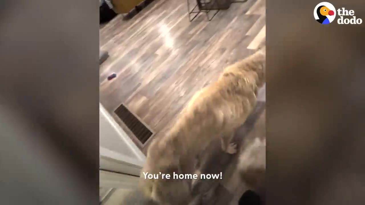 A large tan dog walking across a wood floor inside a home with text reading 'You're home now!'