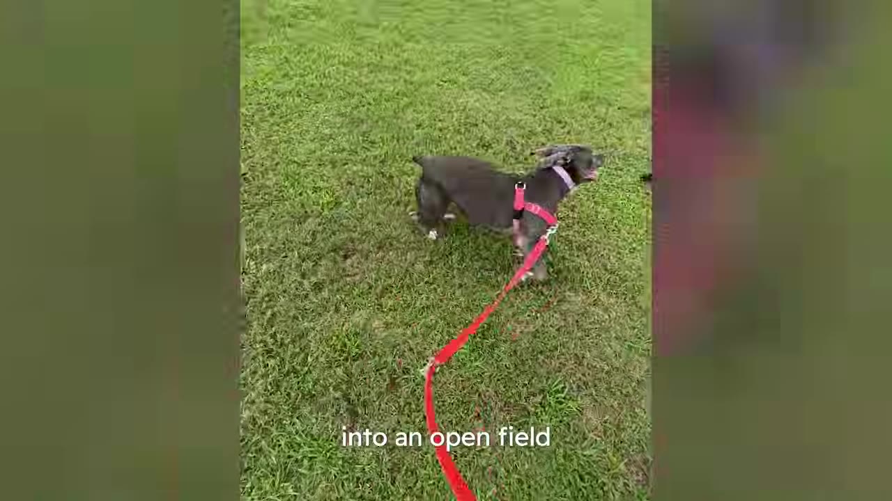 A gray pit bull wearing a pink harness stands in a grassy green field attached to a long red leash.