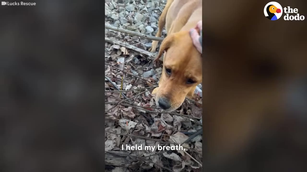 A person's hand gently pets the head of a light brown dog in a wooded area with dry leaves on the ground.