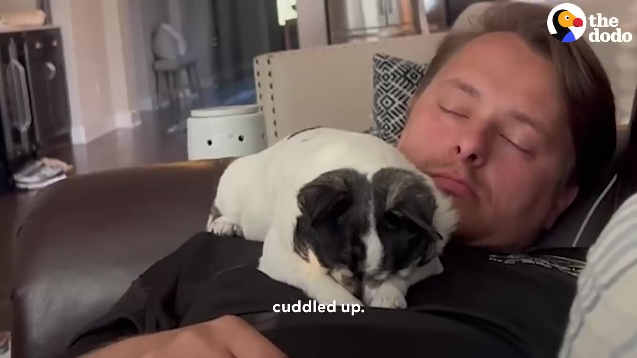 A small black and white dog cuddling on a person's chest as he sleeps on a leather couch.
