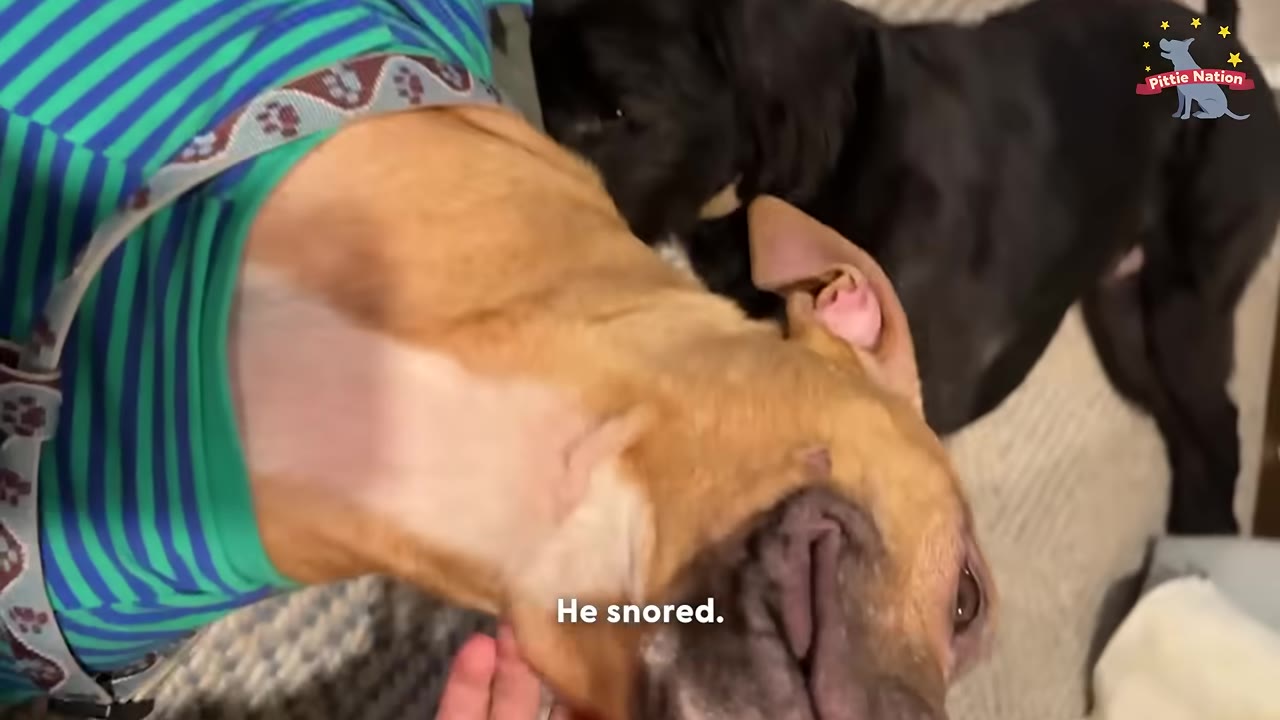 A tan dog wearing a green and blue striped shirt lies on a soft surface, snoring as a hand gently pets its neck.