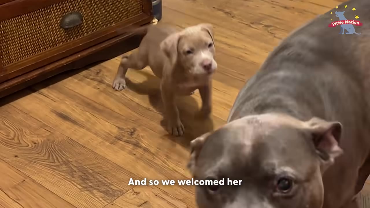 A light brown puppy stands on a wooden floor looking forward, while a larger grey and white dog is in the foreground looking towards the camera.