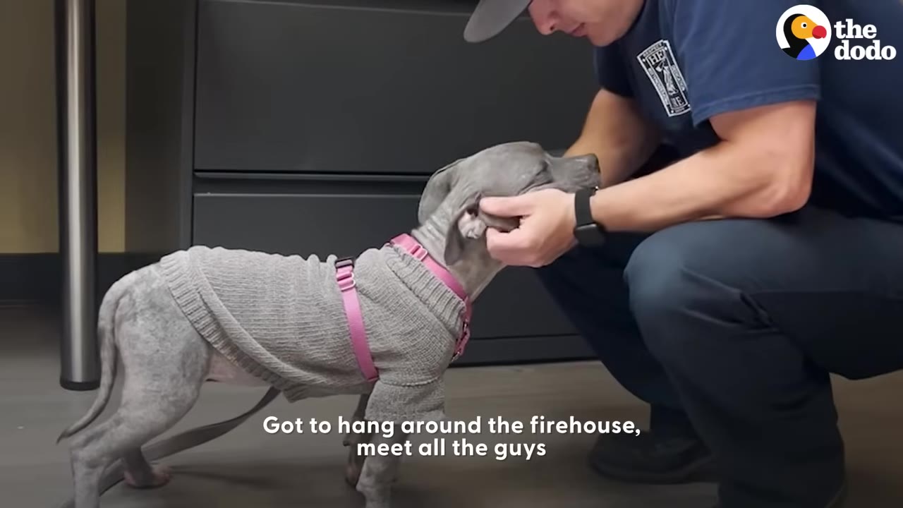 A small dog wearing a gray sweater and pink harness stands indoors while a man in a blue uniform crouches down to pet its head.