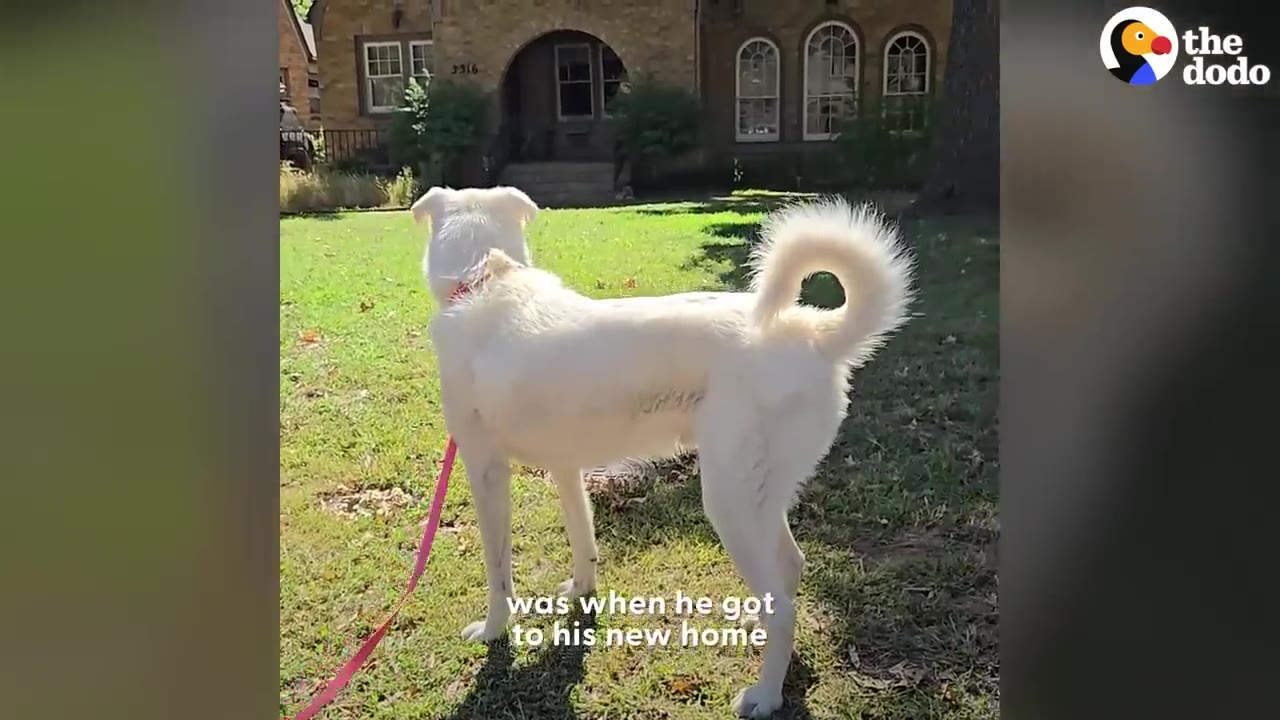 A white dog on a pink leash standing in a grassy yard looking toward a brick house.