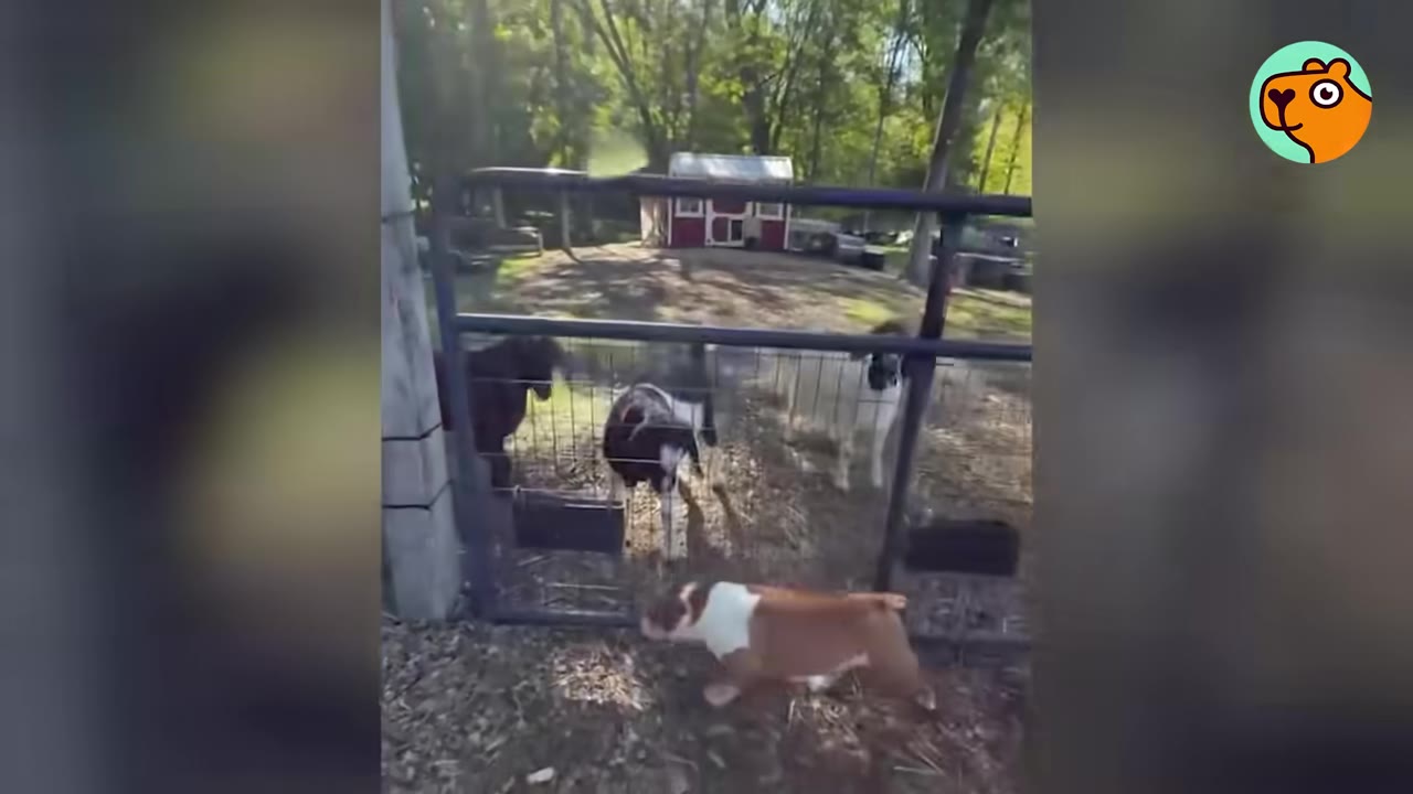 A brown and white bulldog stands outside a fence looking in at several goats inside a farm pen.