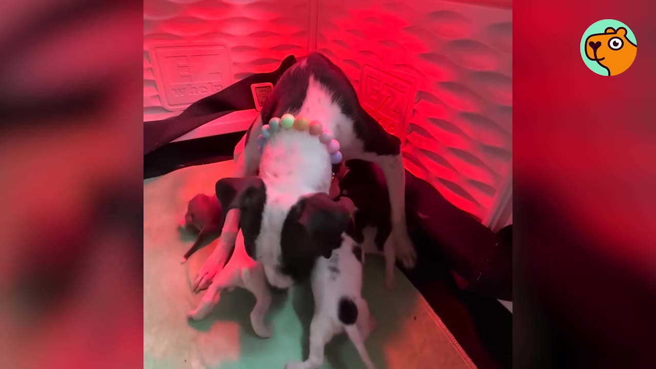 A young black and white dog standing over newborn puppies in a whelping box under red light.
