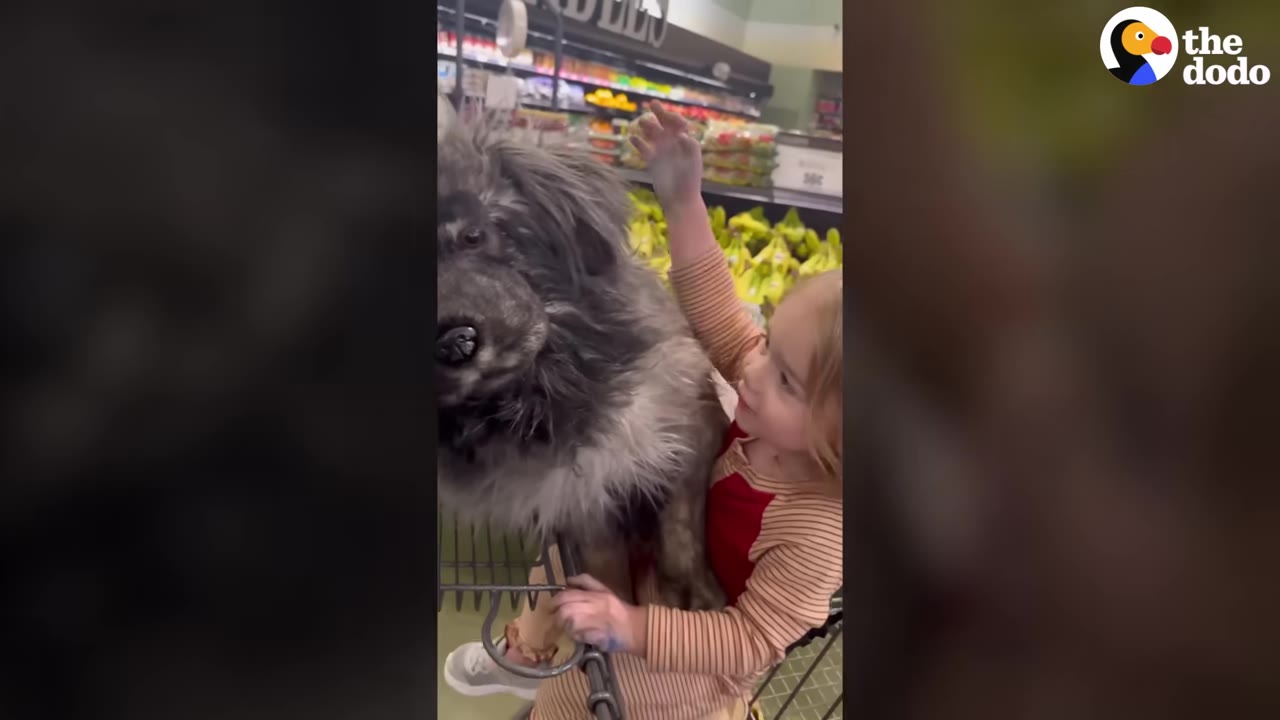 A young girl sitting in a grocery store shopping cart alongside a large stuffed fluffy dog that looks like her pet.