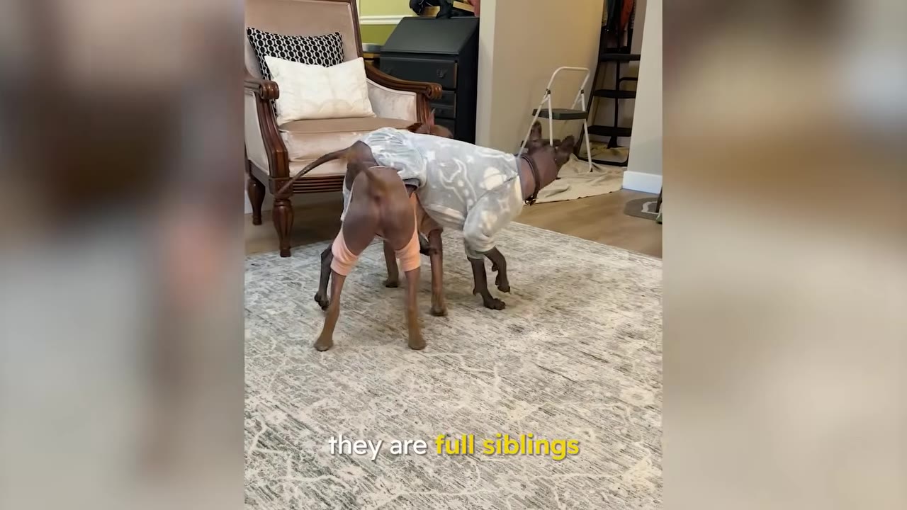 Two dogs wearing patterned pajamas play together on a rug indoors.