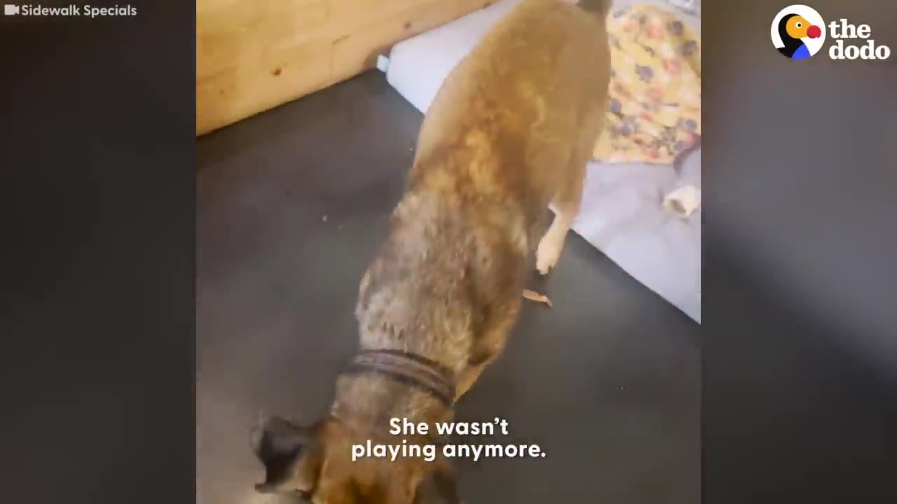 A brown dog indoors standing with its head low to the floor.