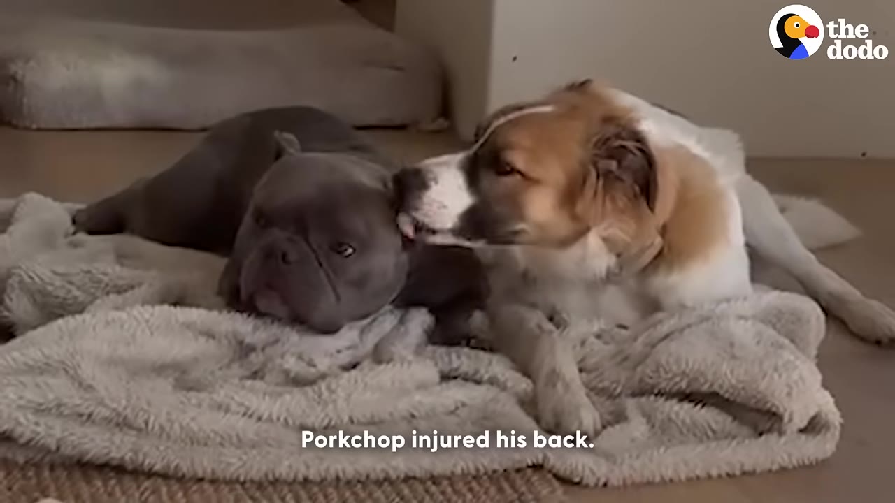 A grey French bulldog lies down on a fluffy blanket looking sad while a brown and white dog gently licks his ear.