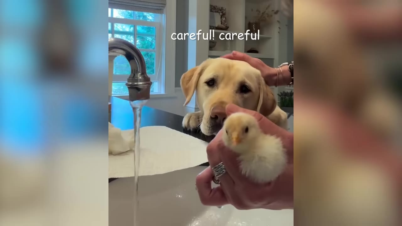 A yellow Labrador gently watches as a person holds a tiny yellow chick near a running water faucet.