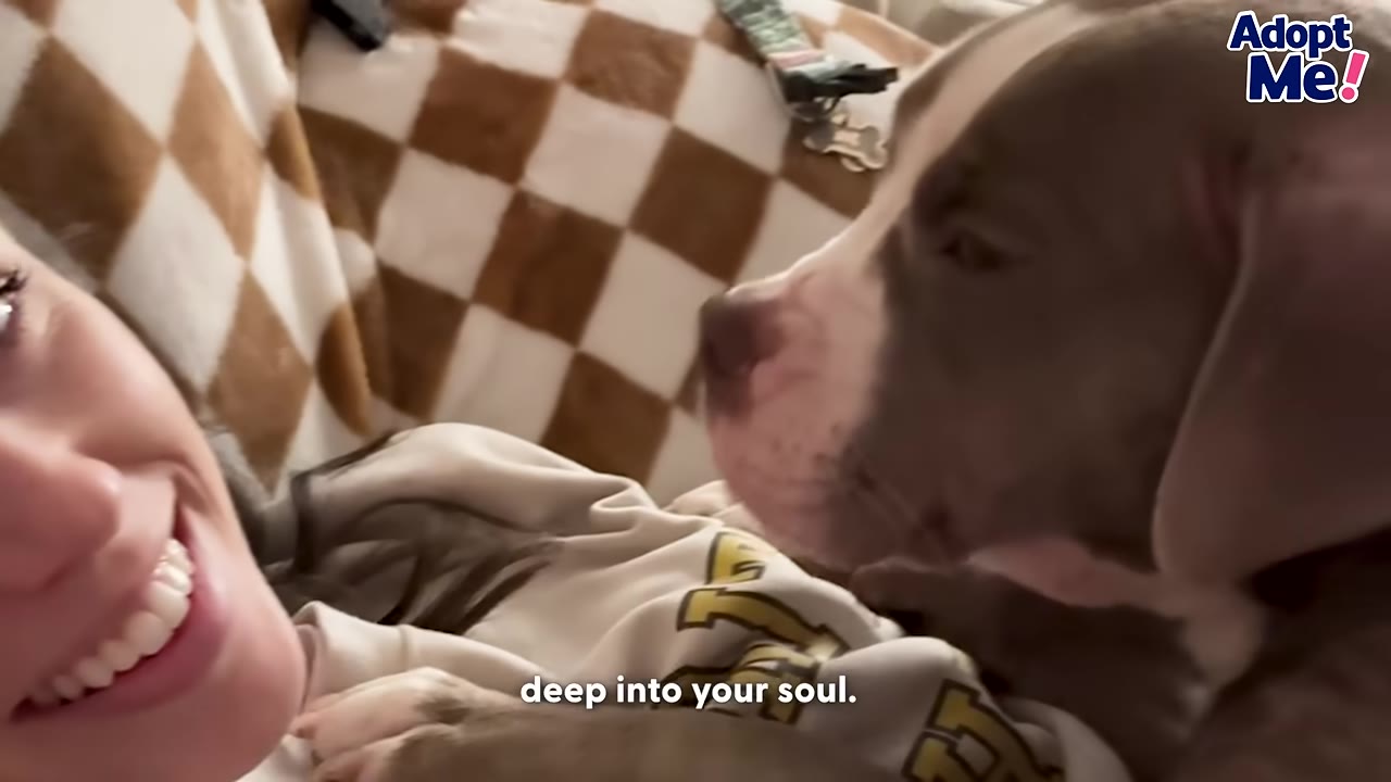A close-up of a grey and white dog gently looking at a smiling woman's face as they cuddle on a couch.