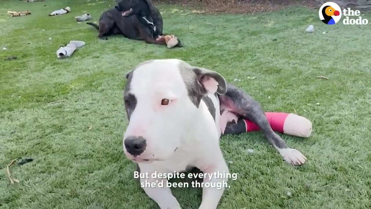 A pit bull mix lying on green grass looking at the camera with a pink bandage wrapped around her hind leg.