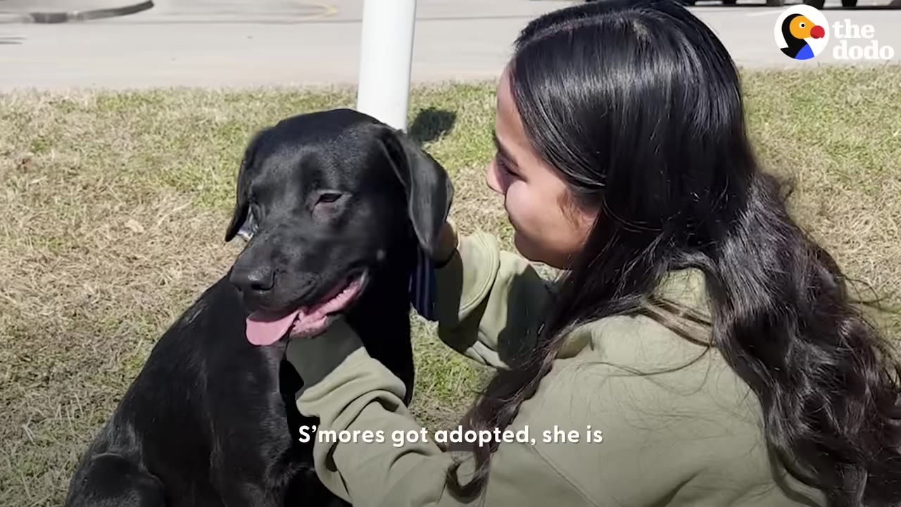 A woman smiling as she pets a happy black dog outdoors on the grass.