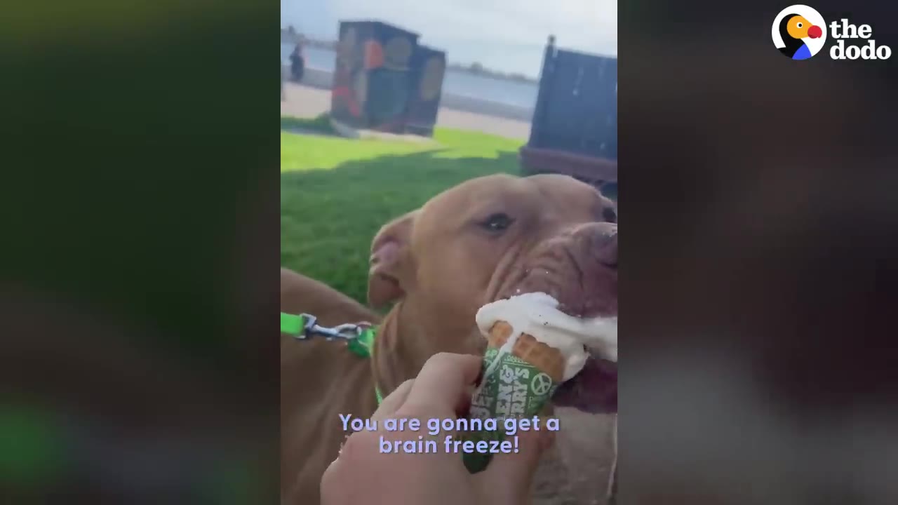A brown dog taking a bite out of an ice cream cone held by a person outdoors.