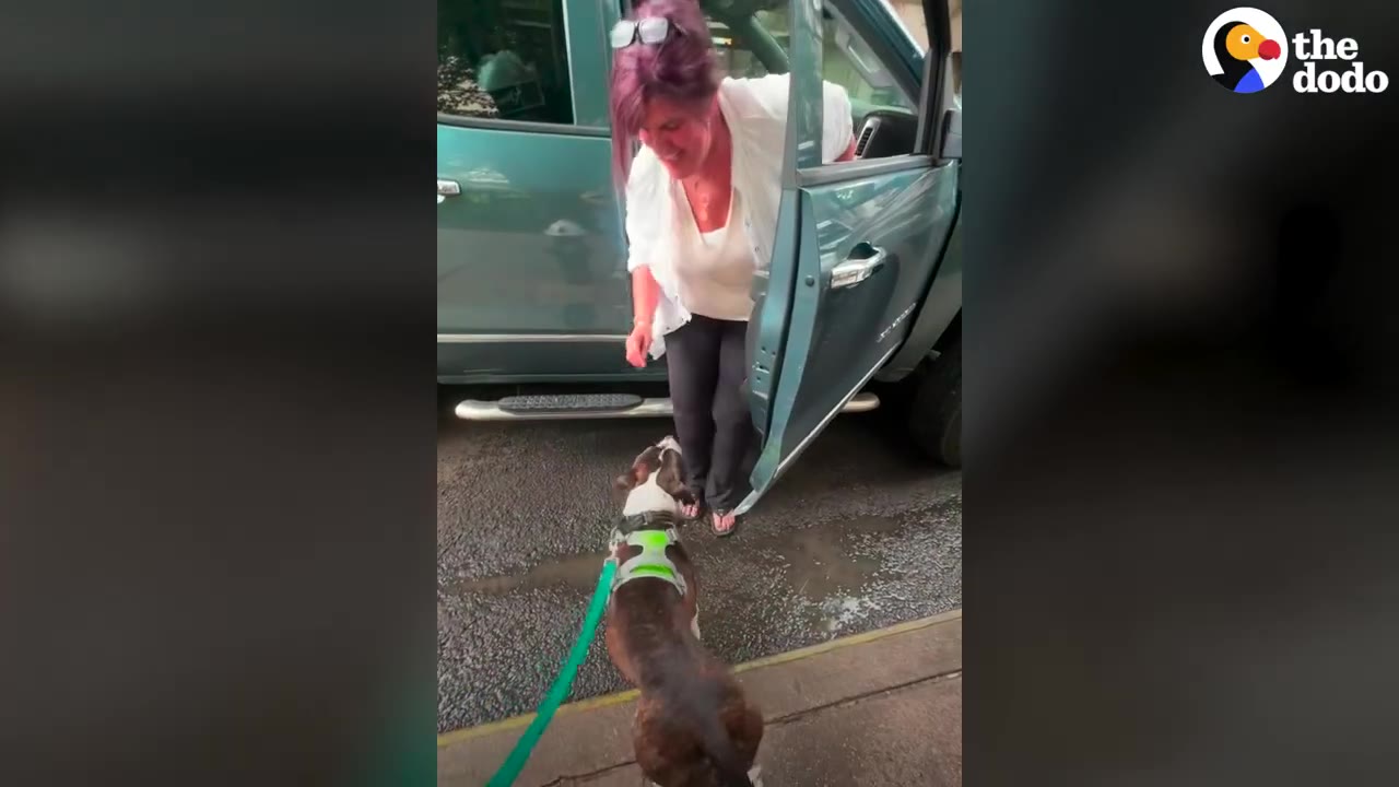 A woman with purple hair steps out of a green pickup truck on a street to greet a brown and white dog on a leash.