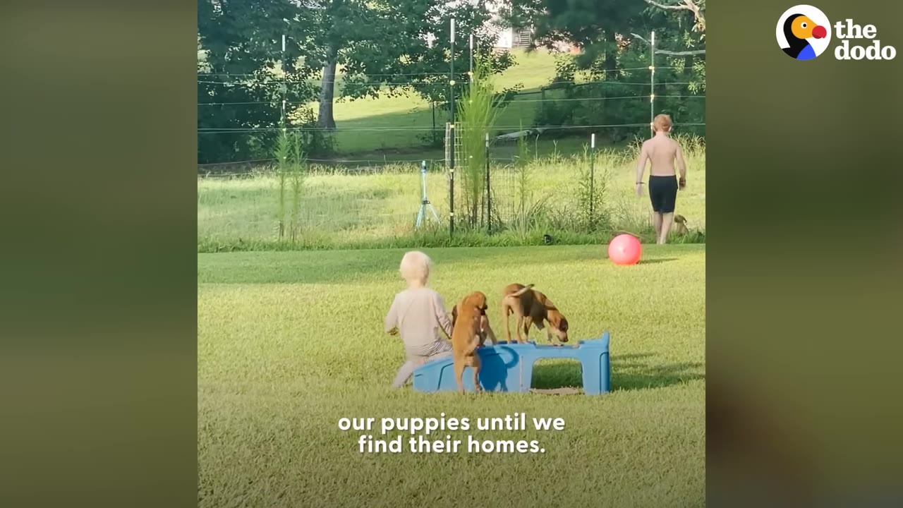 A young child plays with brown puppies on a plastic blue outdoor toy in a grassy yard while another boy walks in the background.