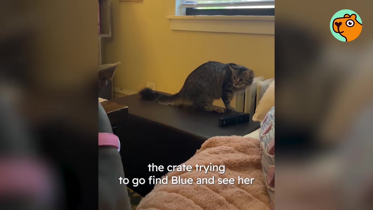 A small fluffy tabby kitten crouched on a dark bench near a bed inside a room.