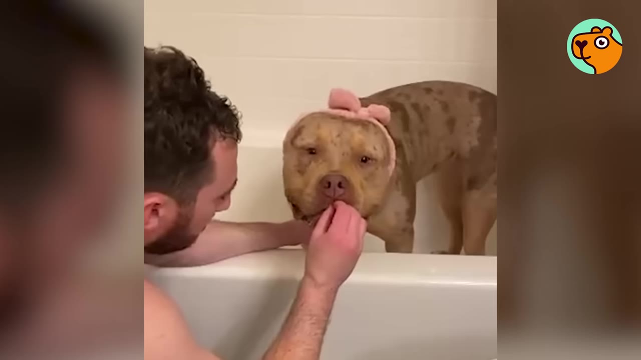 A man gently feeding a treat to a pit bull dog wearing a pink headband while sitting in a bathtub.