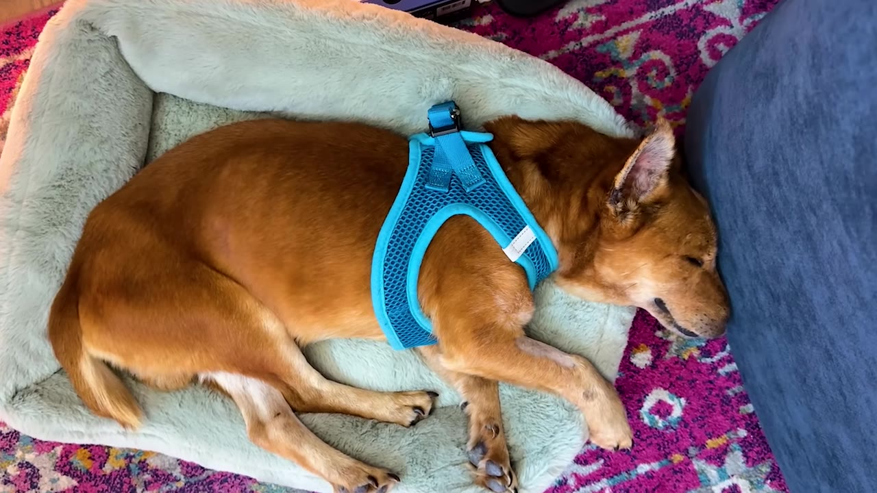 A brown dog wearing a blue harness sleeps in a light green dog bed with its nose pressed against a blue cushion.