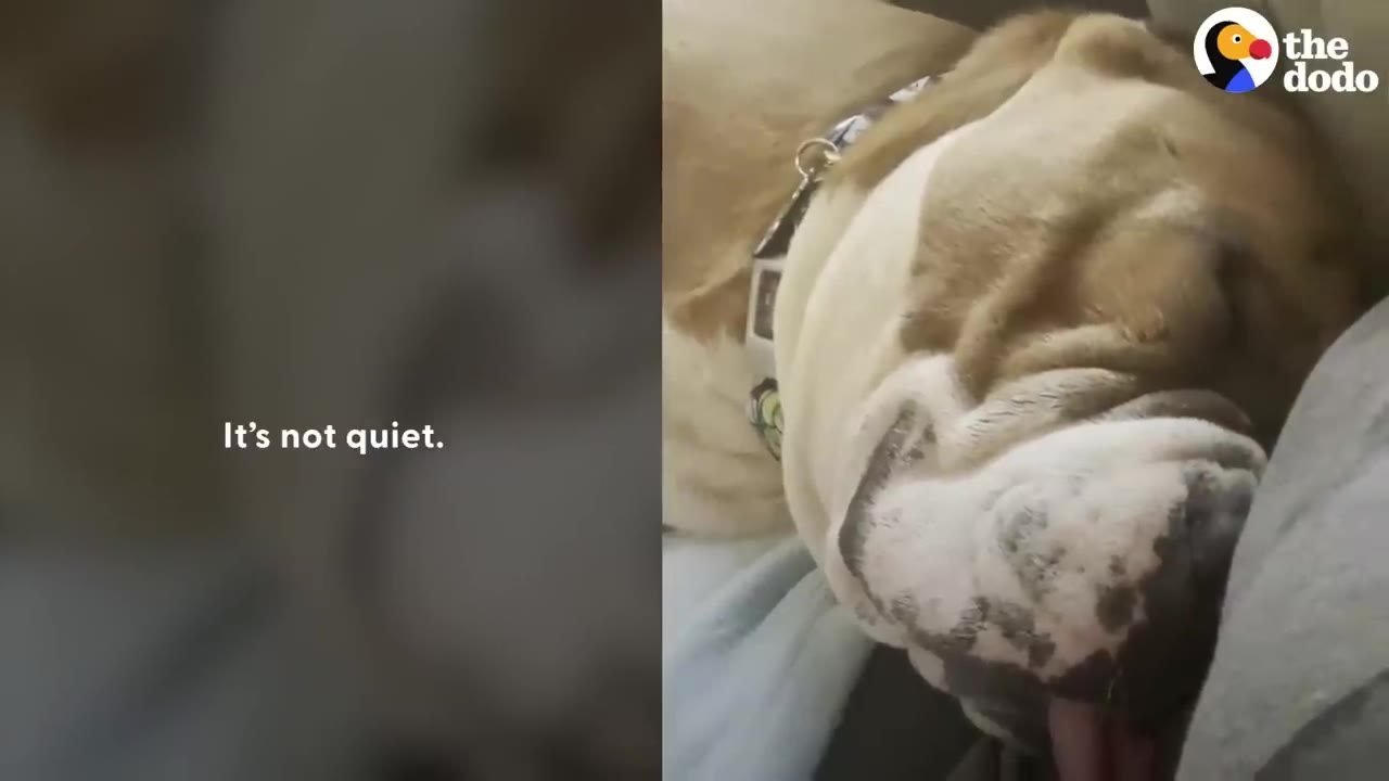 A close-up of a tan and white bulldog sleeping with his tongue slightly out, next to the text 'It's not quiet.'