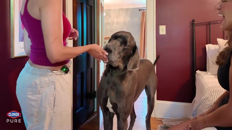 New York Woman Guts Her Historic Kitchen, Then Dedicates Half The Space To Her Great Dane
