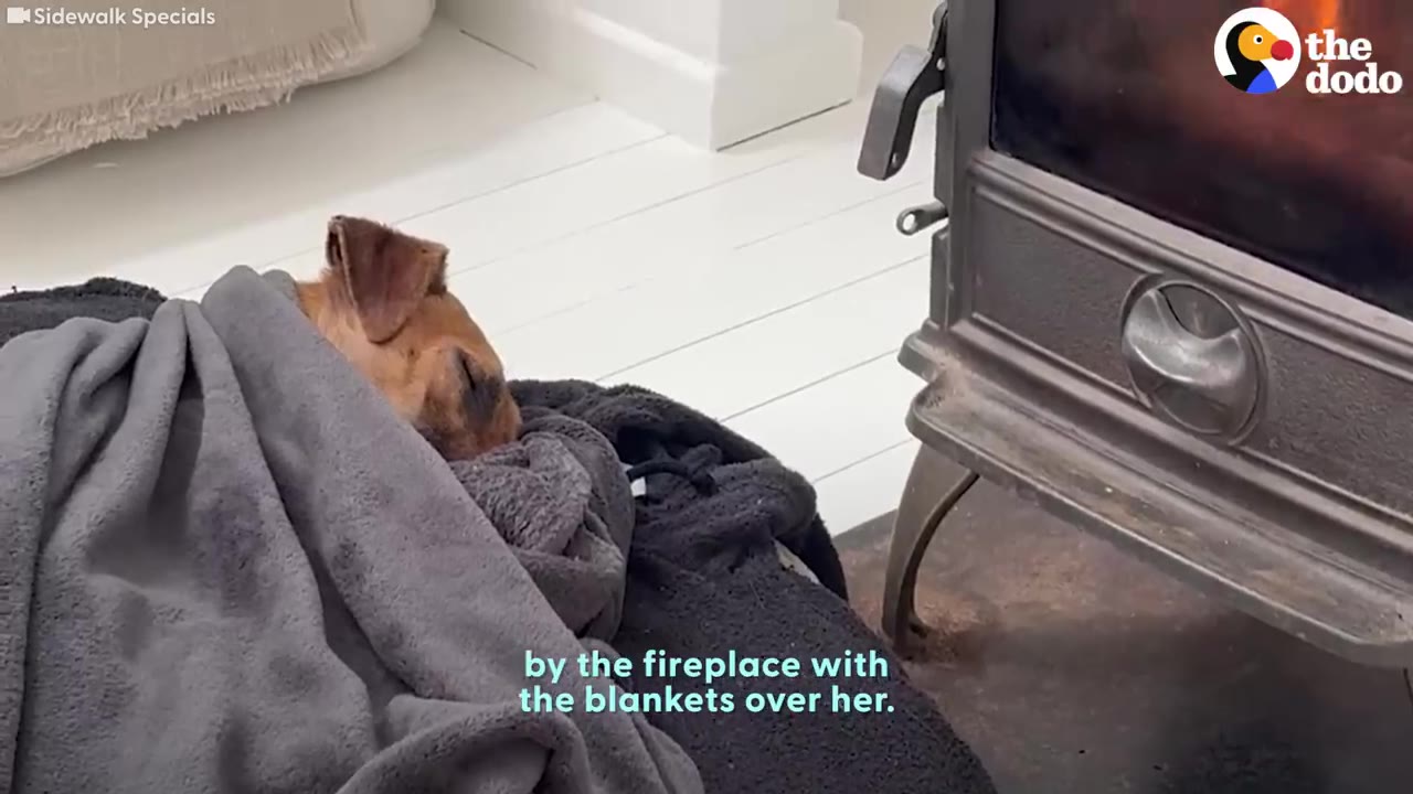 A brown dog wrapped in a grey blanket sleeping peacefully on the floor beside a burning fireplace stove.