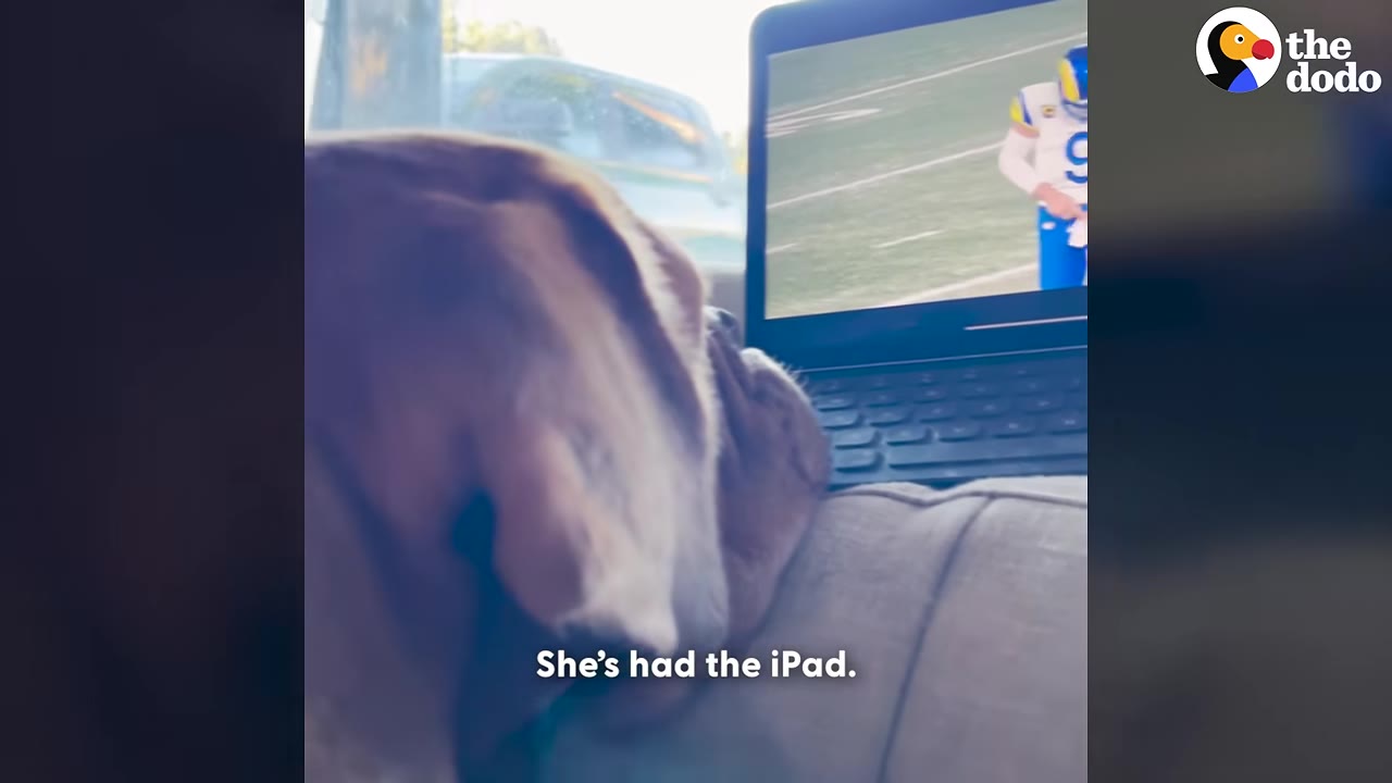 A close-up of a brown dog resting its head on a couch cushion next to an open laptop displaying a football game.