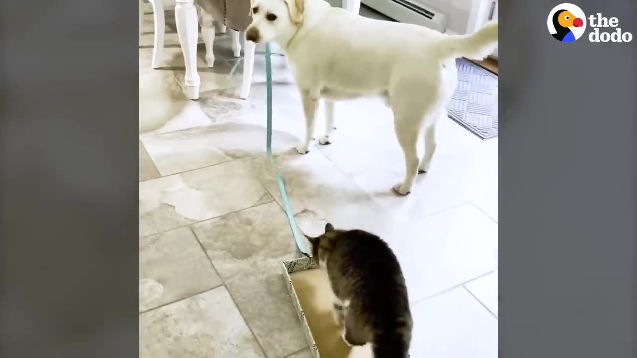 A yellow Labrador standing on a tiled floor while holding a leash attached to a cardboard box that a cat is sitting inside.