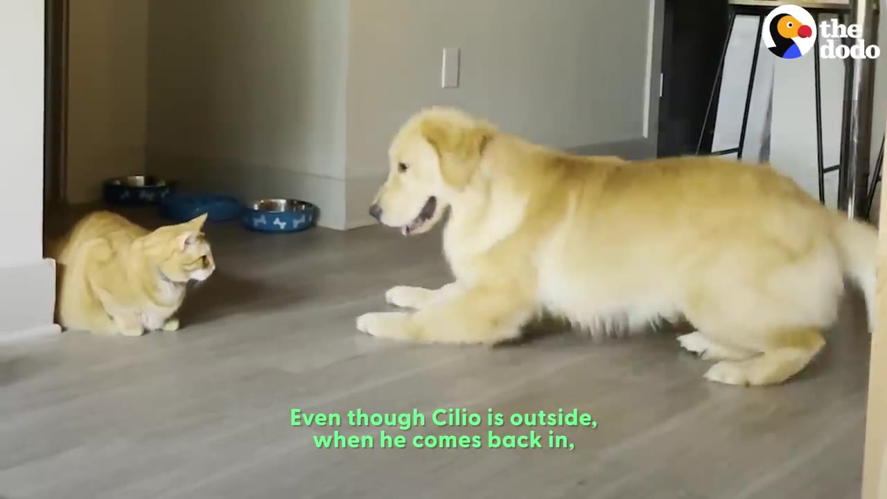 A golden retriever lowers its front body in a play bow towards an orange cat sitting on the floor indoors.