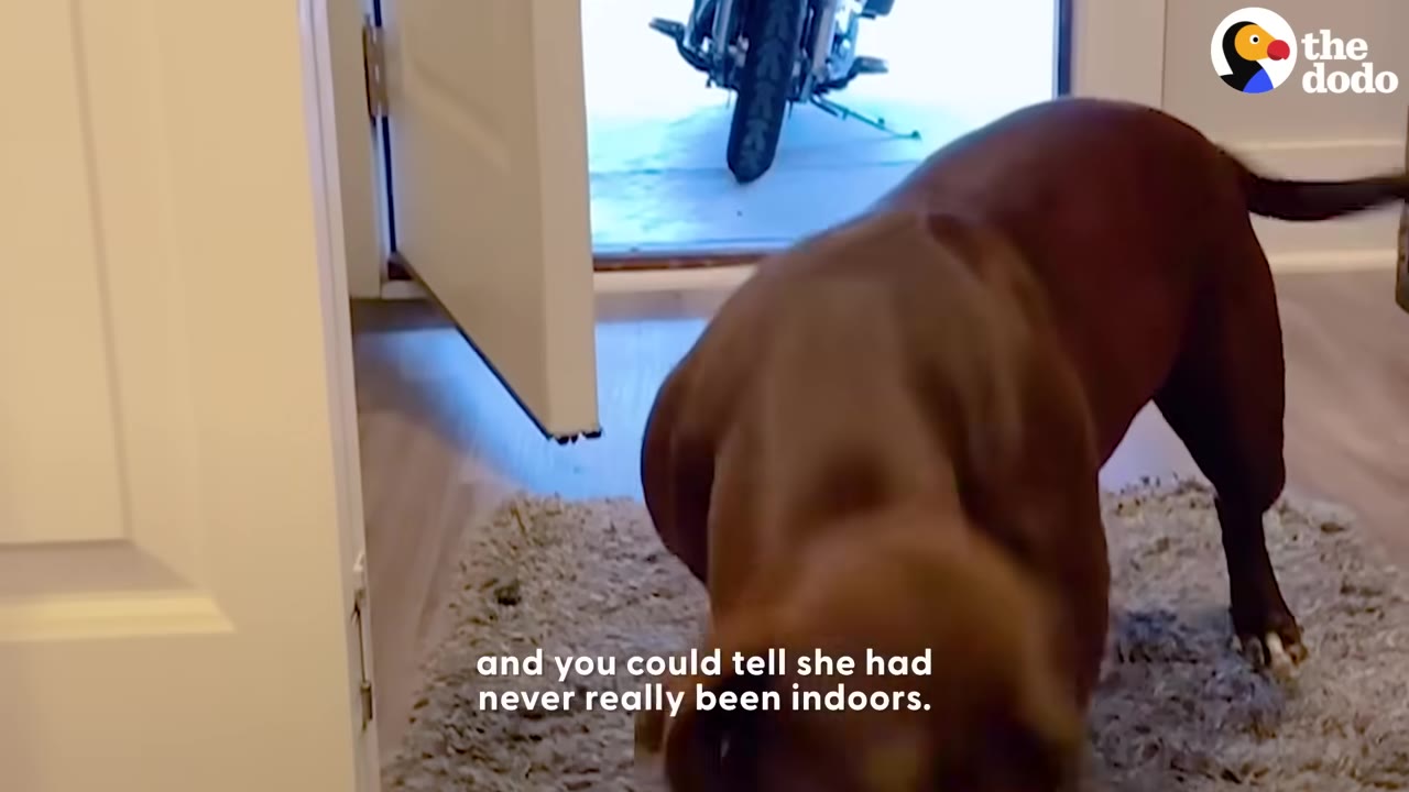 A brown dog sniffs a rug inside a house near an open doorway.