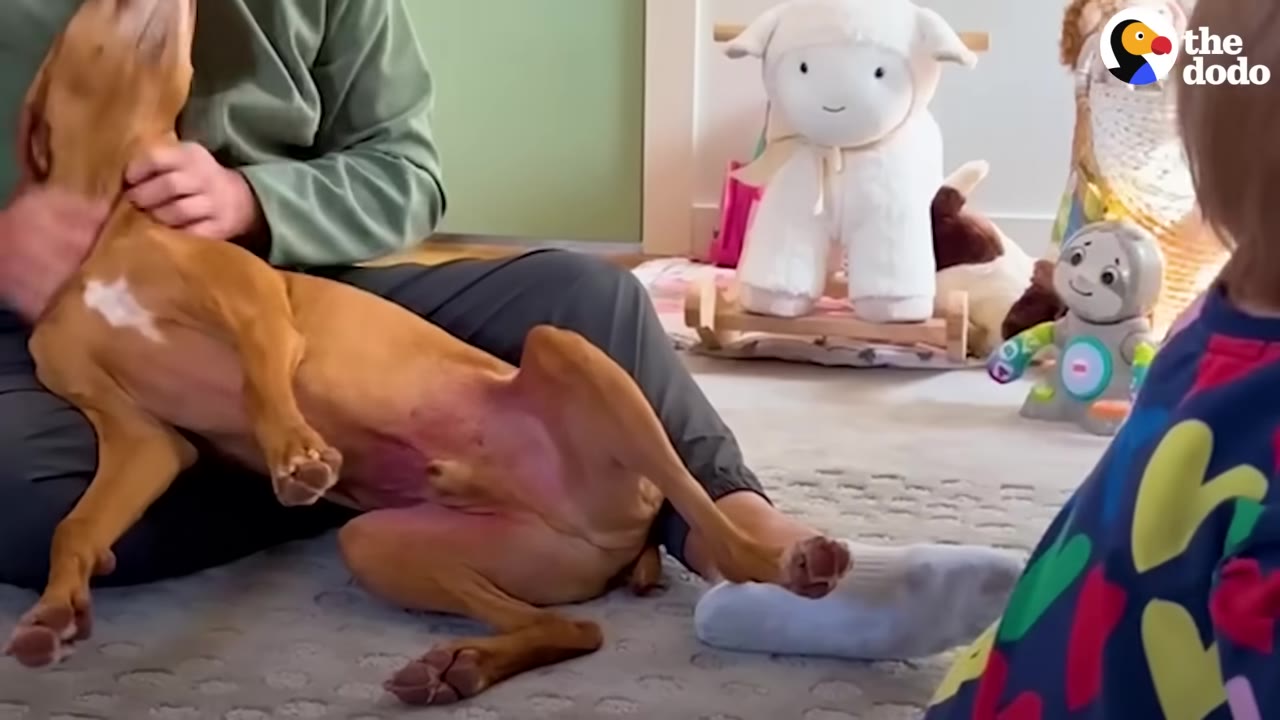 A playful tan puppy lying on its back on a rug being petted by a person sitting next to toys.