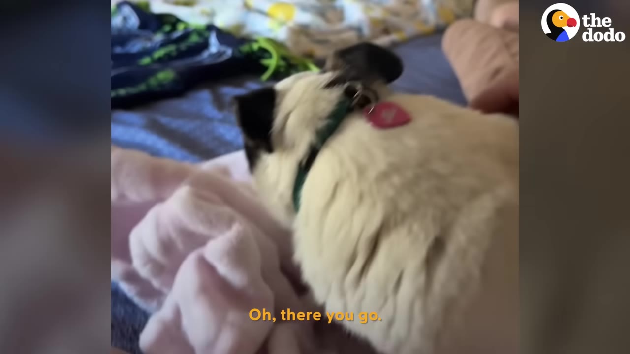 A small white dog with black ears and a pink collar tag walks onto a bed with blankets.