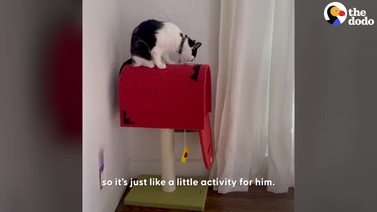 A black and white cat sits on top of a red, mailbox-shaped cat tree and sniffs a small white dish.