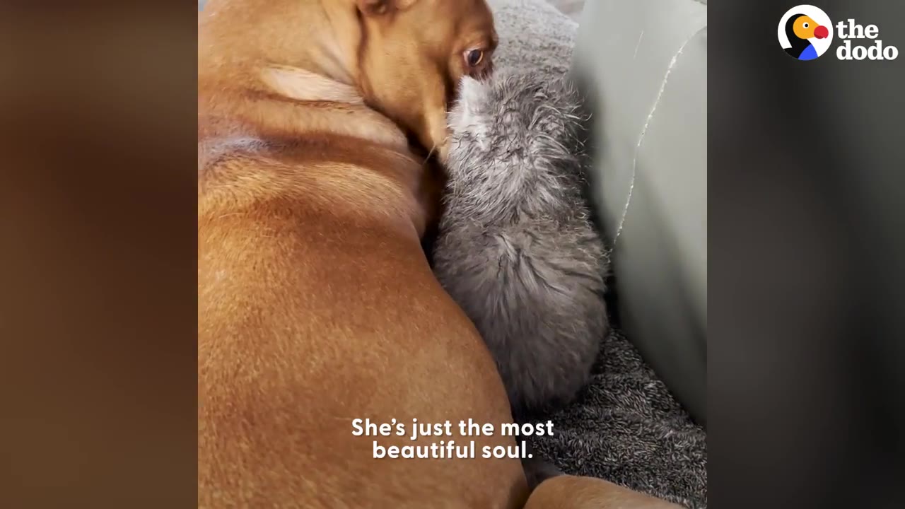 A brown dog gently nuzzling a small, fluffy grey puppy while lying down together.
