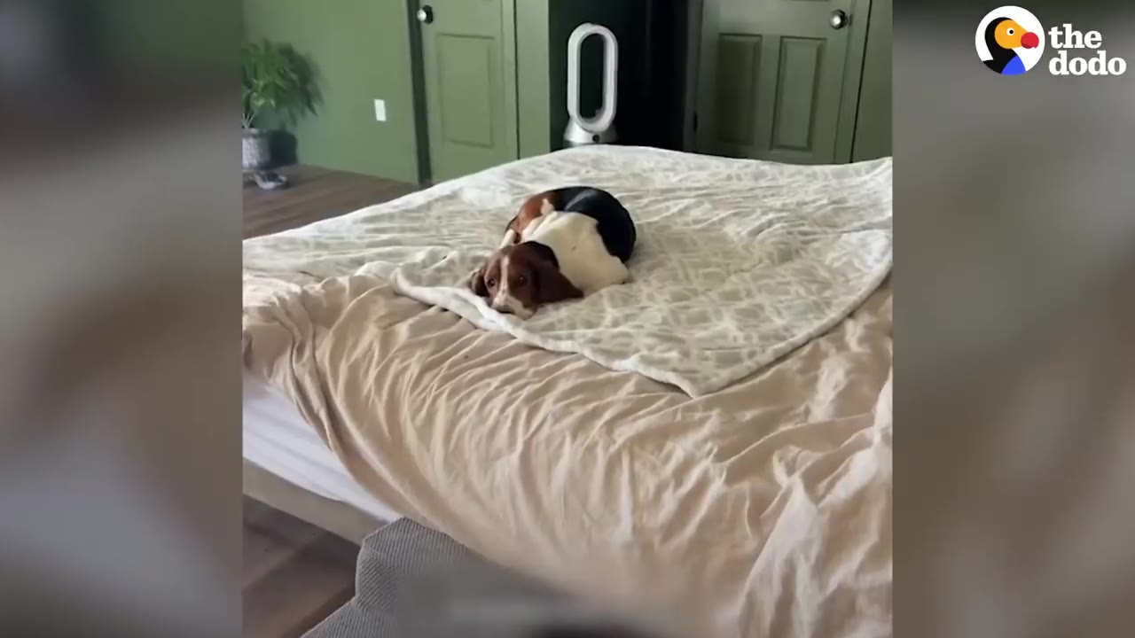 A basset hound resting alone in the middle of a large bed with white bedding.