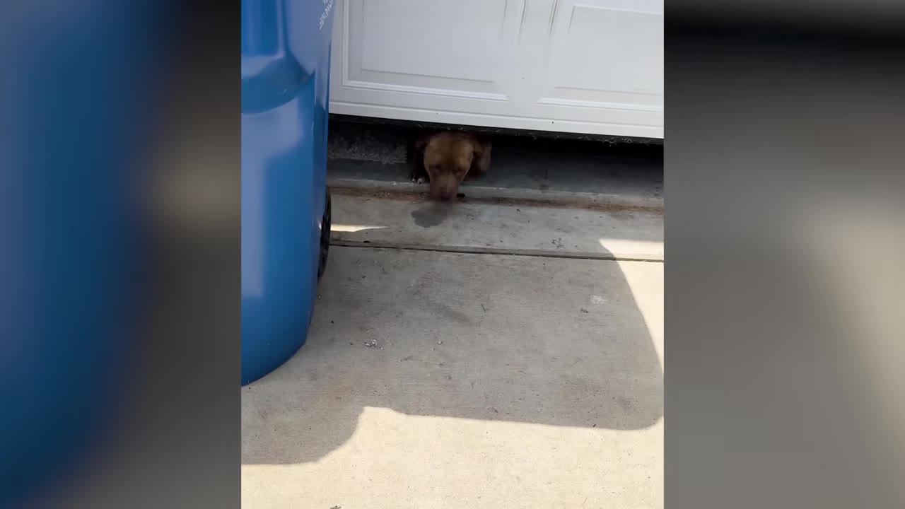A brown dog looking out from under a white garage door that is left cracked open slightly above concrete.