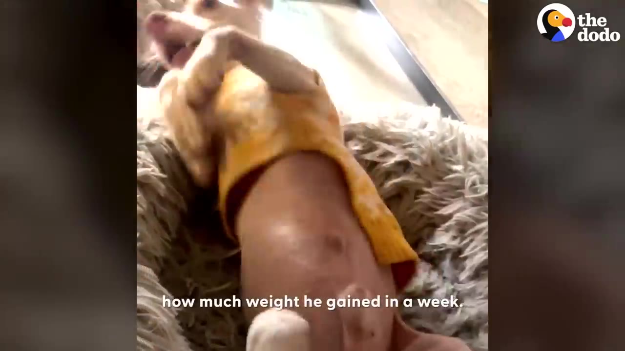 A small dog wearing a yellow sweater lies on its back in a fluffy dog bed, showing its belly.