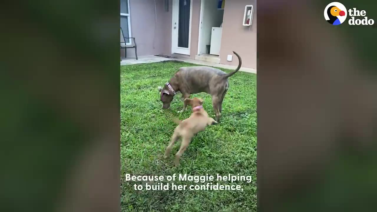 A larger grey dog and a smaller tan puppy interact playfully on a green grassy lawn in a backyard.