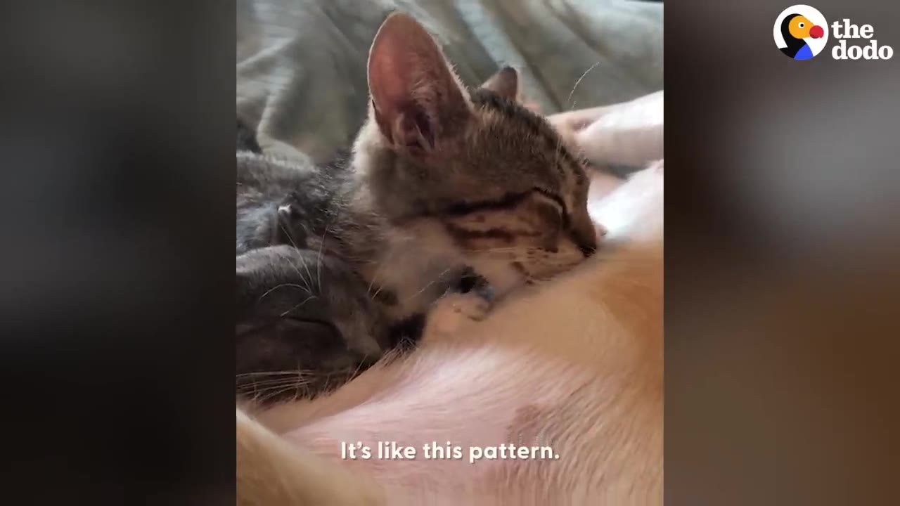 A small tabby kitten cuddled up sleeping against a dog's side.