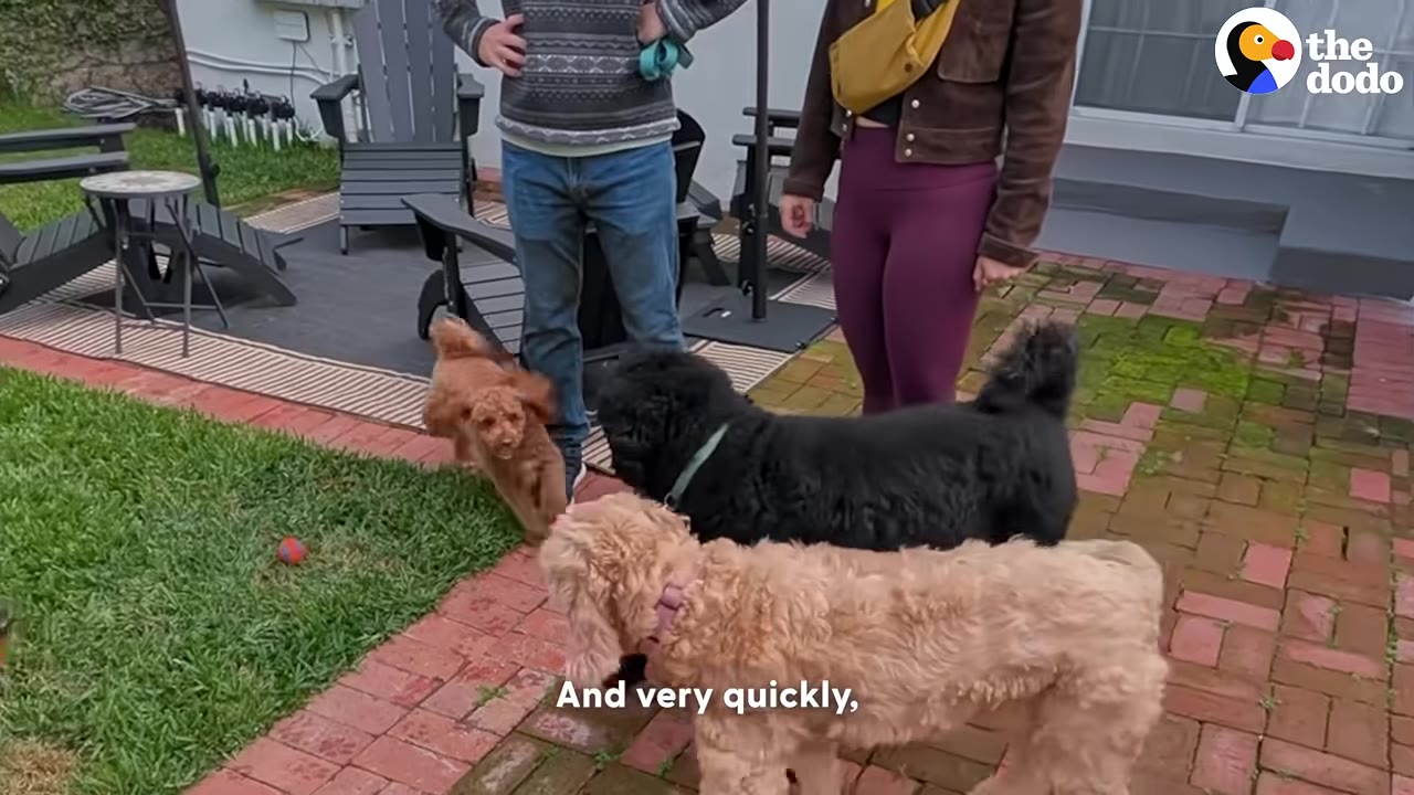 Several dogs of different breeds, including a small golden doodle, a black dog, and a larger light-colored doodle, gather on a brick patio with their owners standing nearby.