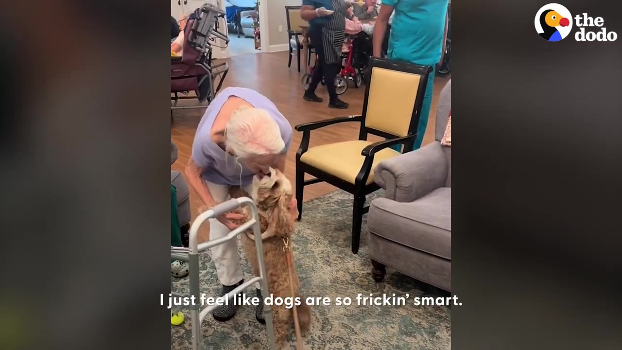 An elderly woman leaning down over a walker to greet a small brown dog standing on its hind legs.