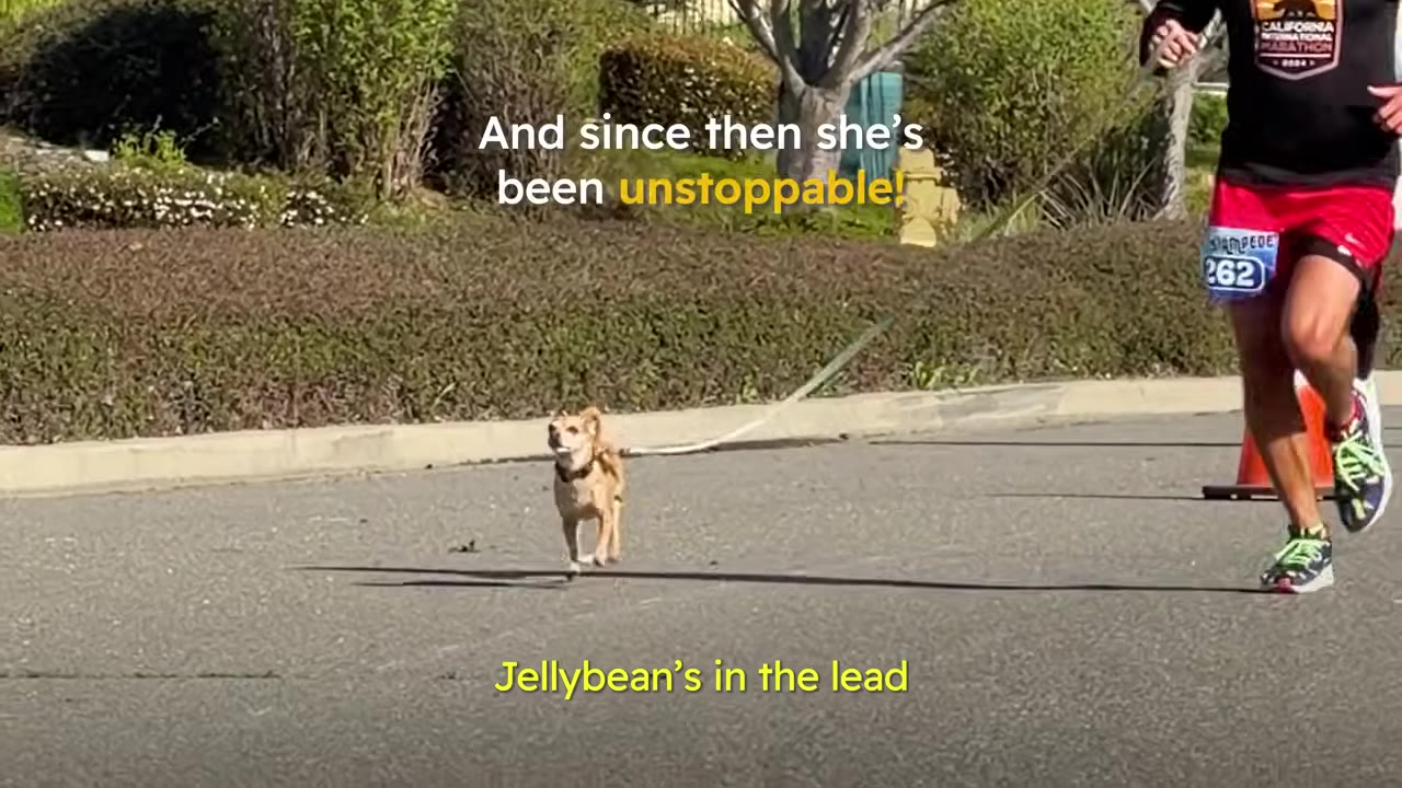 A small Chihuahua running on a leash on a paved road ahead of a runner wearing red shorts during a race.