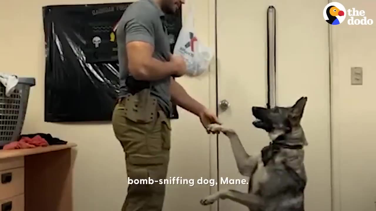 A man in tactical pants and a holster shakes hands with a German Shepherd dog.