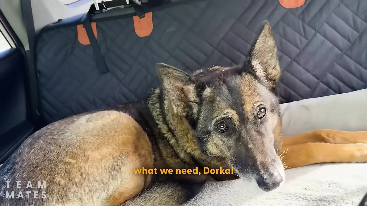 A German Shepherd dog named Dorka lies in the back seat of a car, looking tired after a long drive.