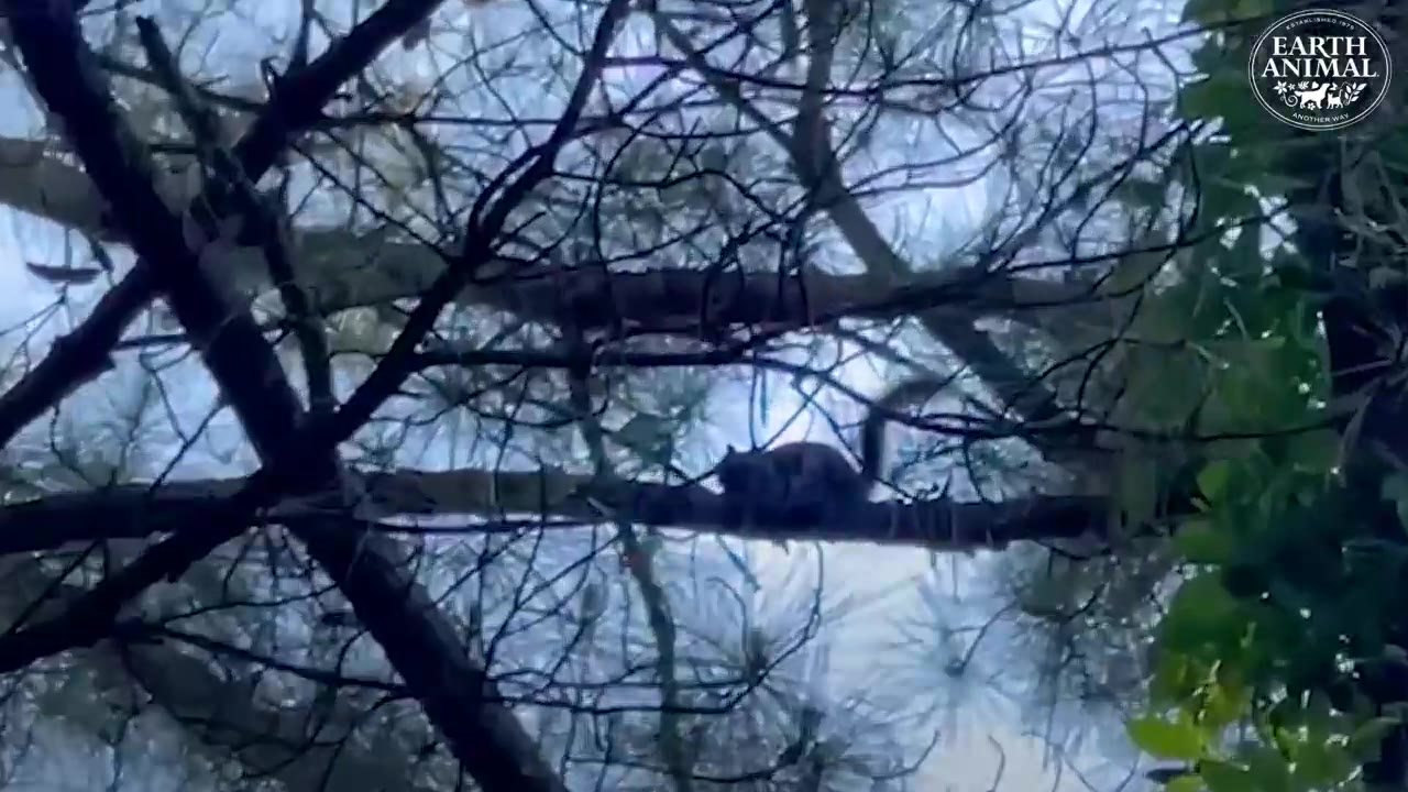 A squirrel perched on a tree branch seen through a dense canopy of pine needles and branches.