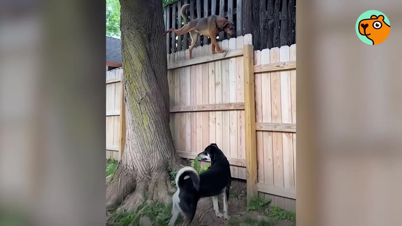 A brown dog balances on top of a wooden fence while a black and white dog stands below watching near a tree trunk.