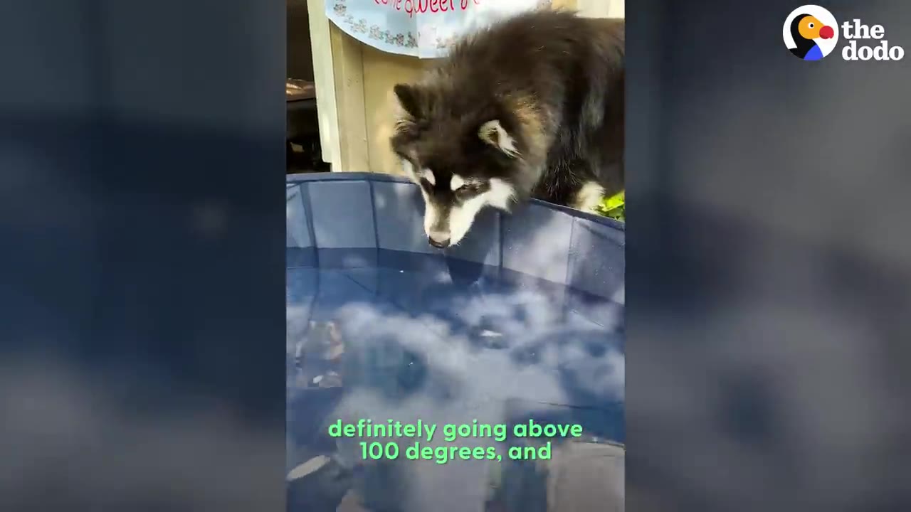 A husky dog stands at the edge of a blue folding pool, looking down into the water.